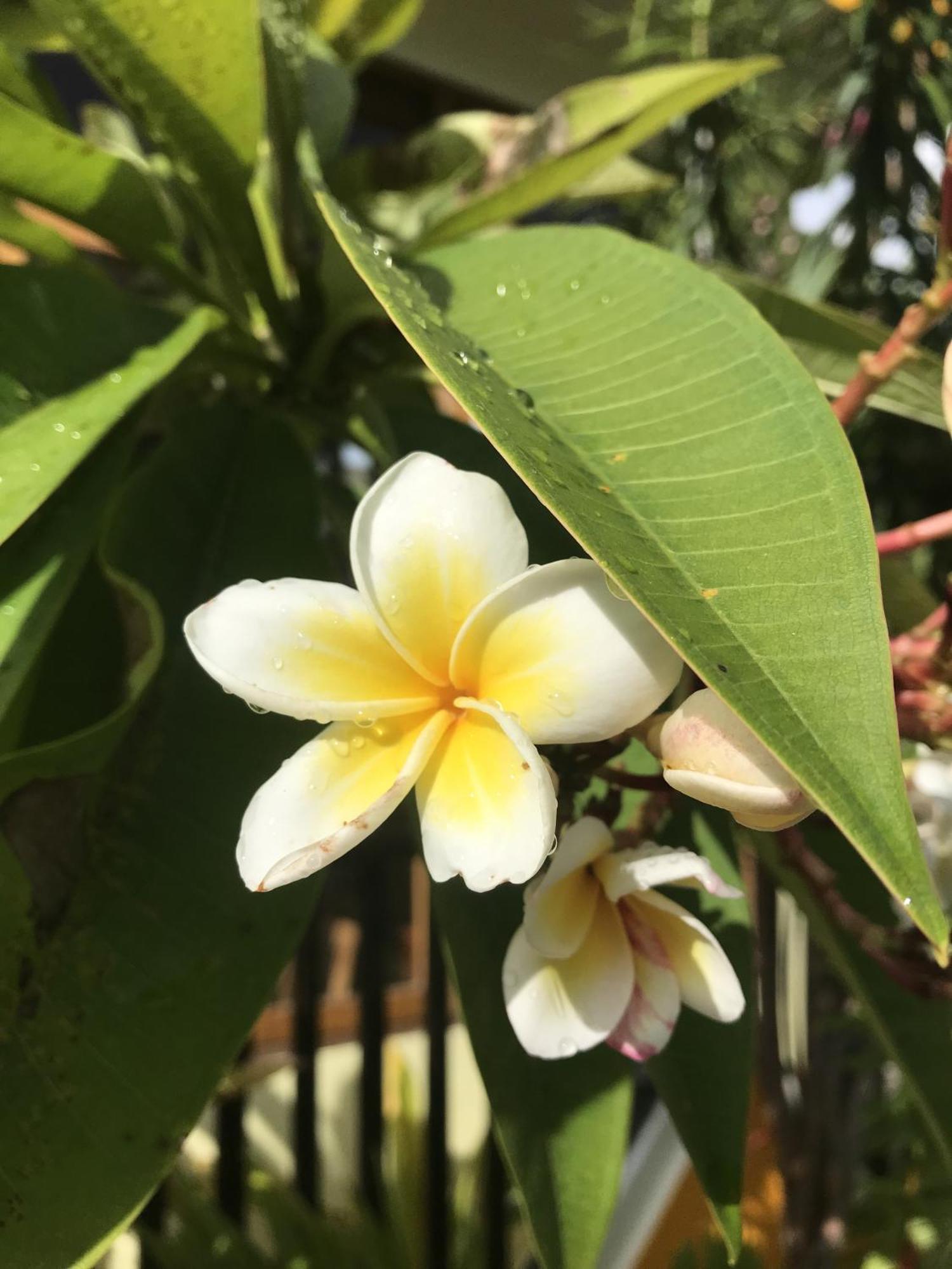 Kamadhoo Inn Eksteriør billede