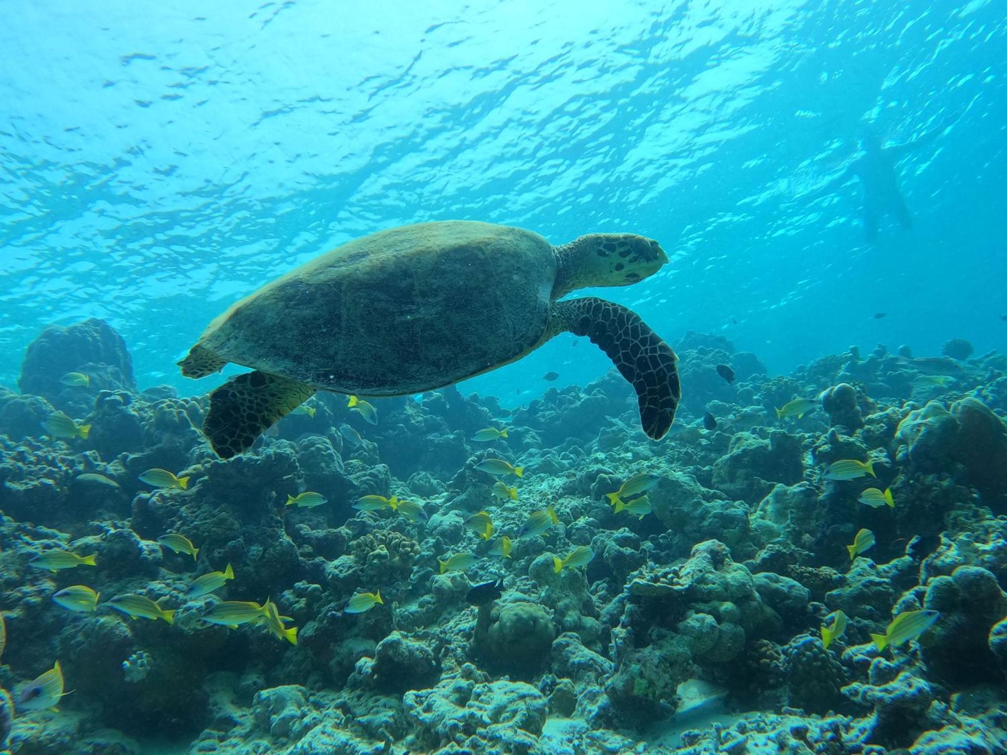 Kamadhoo Inn Eksteriør billede