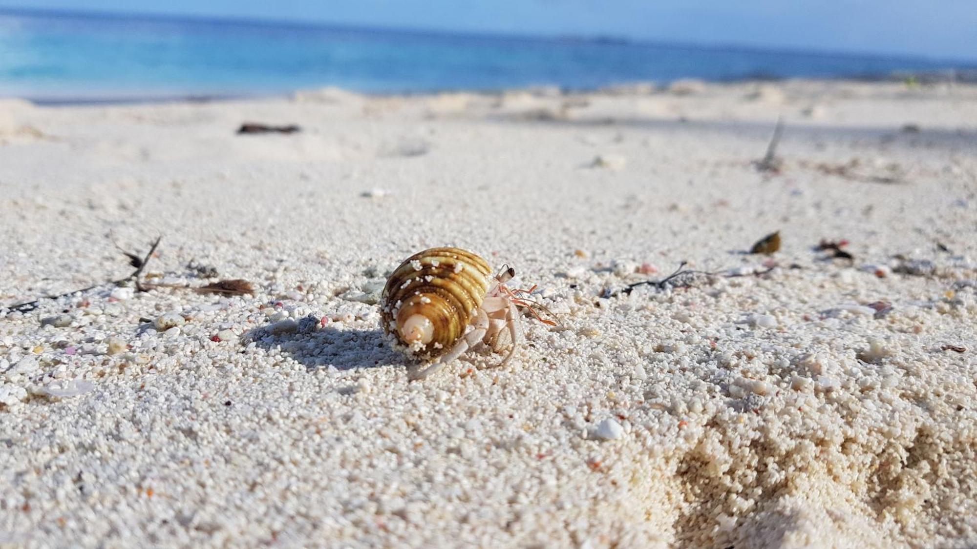 Kamadhoo Inn Eksteriør billede